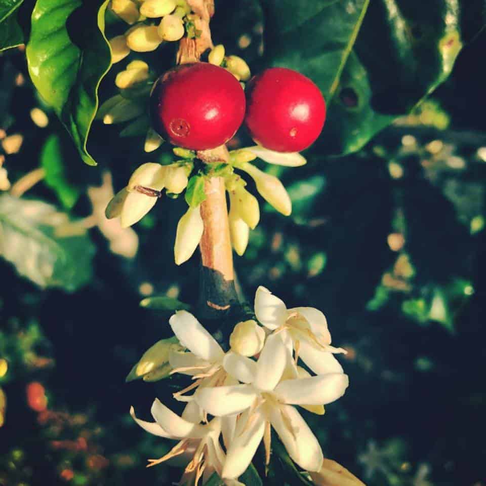 Salvador Los pireneos coffee 4